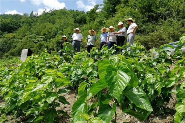 寶業(yè)（集團）公司參加中原鎮(zhèn)麻廟村召開“抓產(chǎn)業(yè)促脫貧”暨蠶桑產(chǎn)業(yè)技術培訓會議